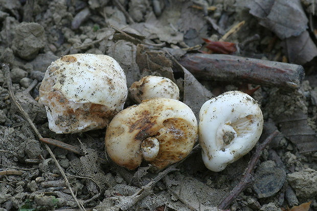 plávkovec biely Russula candida (Tul. & C. Tul.) J.M. Vidal