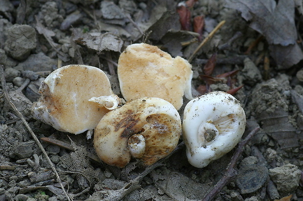 plávkovec biely Russula candida (Tul. & C. Tul.) J.M. Vidal