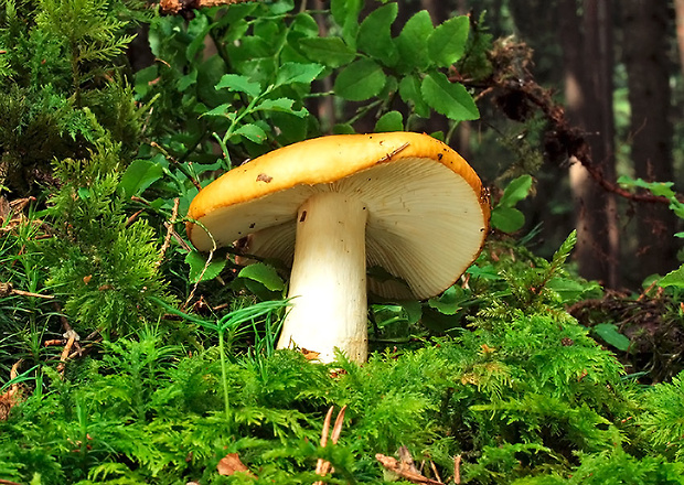 plávka hlinovožltá Russula ochroleuca Fr.