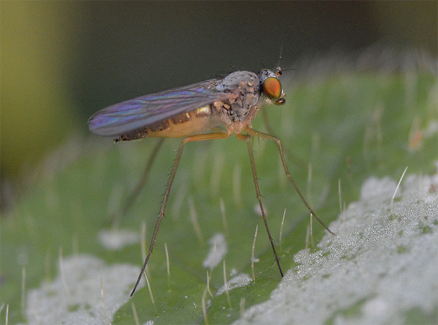 dlhonôžka Sciapus platypterus