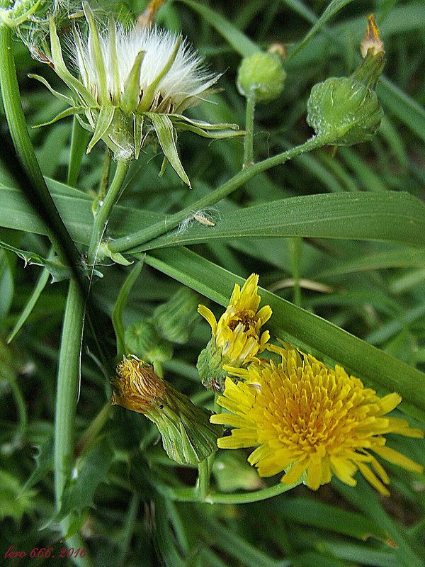 mlieč zelinný Sonchus oleraceus L.