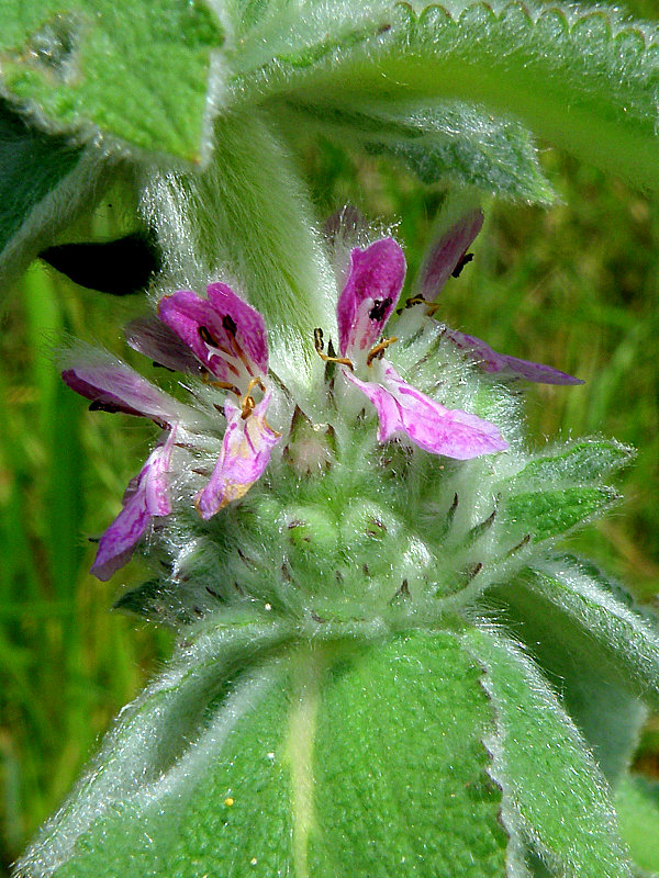 čistec nemecký Stachys germanica L.