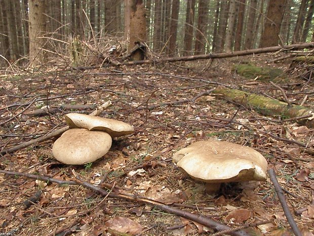 podhríb žlčový Tylopilus felleus (Bull.) P. Karst.