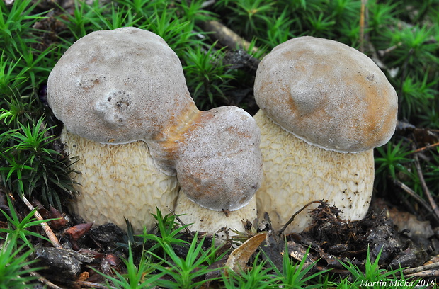 hríb dubový Boletus reticulatus Schaeff.