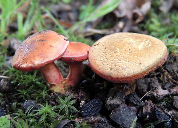 rubínovec obyčajný Chalciporus rubinus (W.G. Sm.) Singer