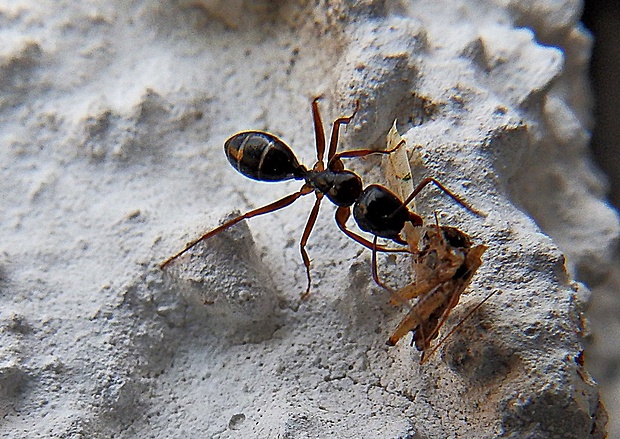 mravec Formica sp.