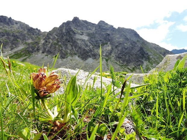 horec bodkovaný Gentiana punctata L.