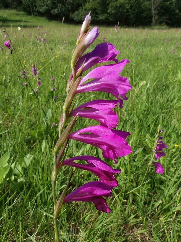 mečík škridlicovitý Gladiolus imbricatus L.