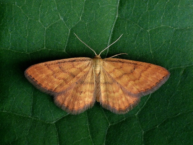 piadica hlinožltá (sk) / žlutokřídlec hlinožlutý (cz) Idaea serpentata Hufnagel, 1767