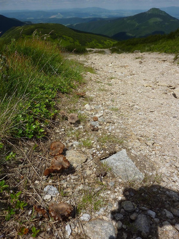 vláknica plstnatá Inocybe lacera? (Fr.) P. Kumm.