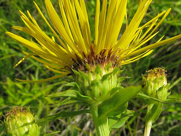 oman vŕbolistý Inula salicina L.