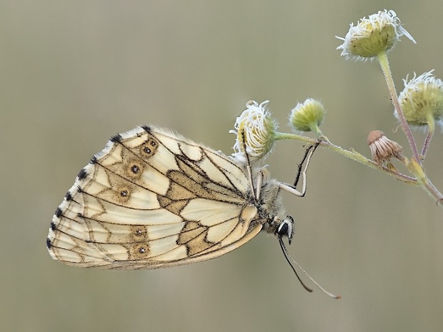 očkáň timotejkový Melanargia galathea