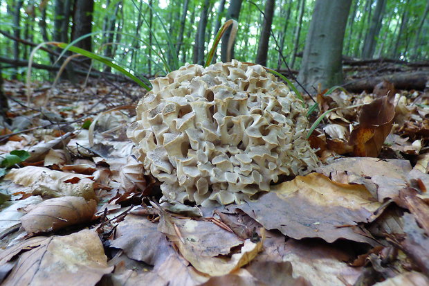 trúdnik klobúčkatý Polyporus umbellatus (Pers.) Fr.