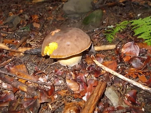 hríb zrnitohlúbikový Sutorius luridiformis (Rostk.) G. Wu & Zhu L. Yang