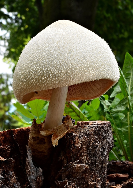 pošvovec stromový Volvariella bombycina (Schaeff.) Singer