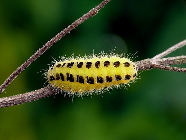 vretienka obyčajná (sk) / vřetenuška obecná (cz) Zygaena filipendulae Linnaeus, 1758