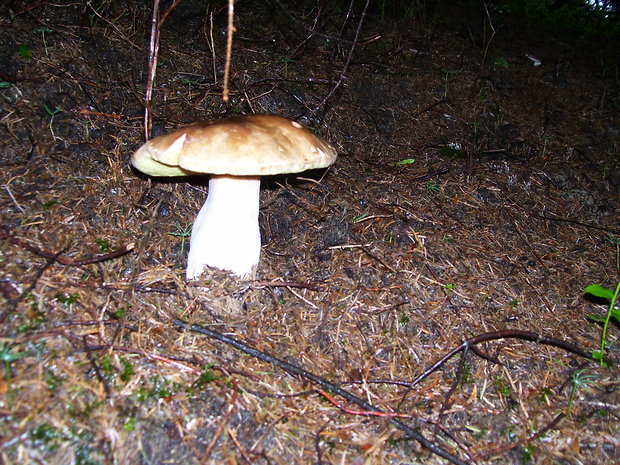 hríb smrekový Boletus edulis Bull.