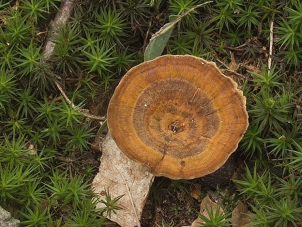 kožovník pásikavý Coltricia perennis (L.) Murrill