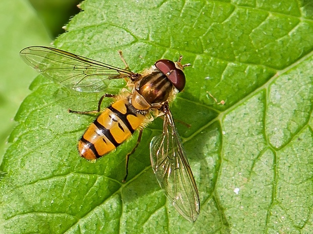 pestrica pruhovaná Episyrphus balteatus