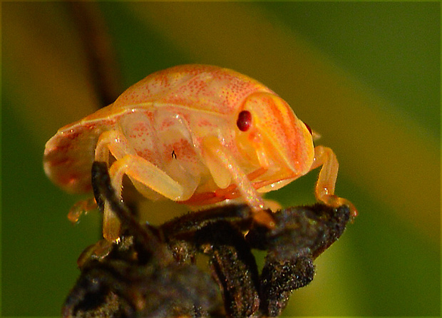 štítovka- nymfa Eurygaster sp. (Linnaeus, 1758)