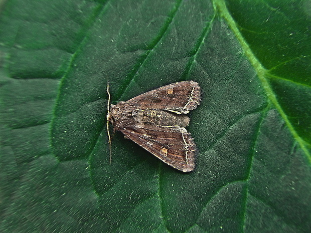 mora kelová   /   můra kapustová Lacanobia oleracea   Linnaeus, 1758