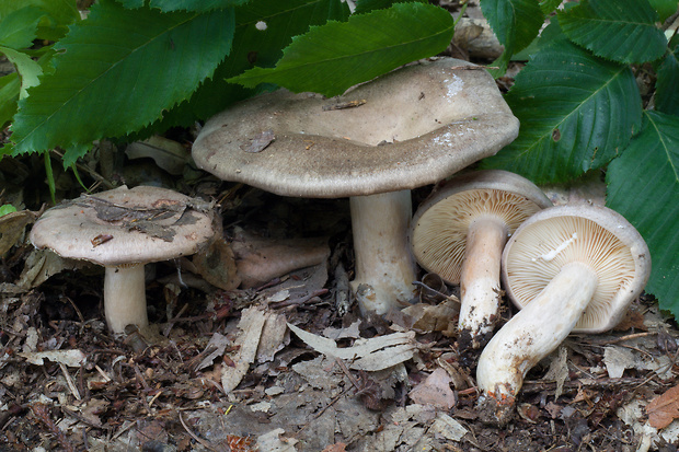 rýdzik kruhovaný Lactarius circellatus Fr.