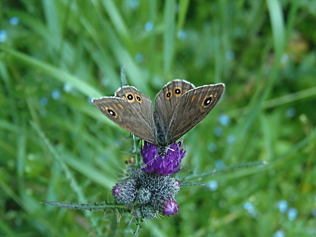 očkáň jačmienkový   /   okáč ječmínkový Lasiommata maera ♂ Linnaeus, 1758