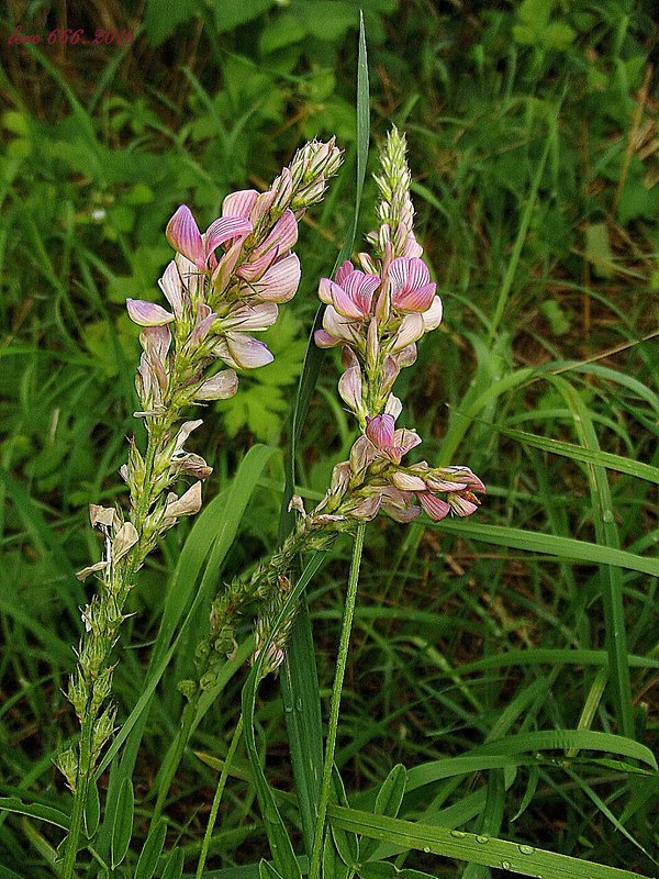 vičenec vikolistý Onobrychis viciifolia Scop.