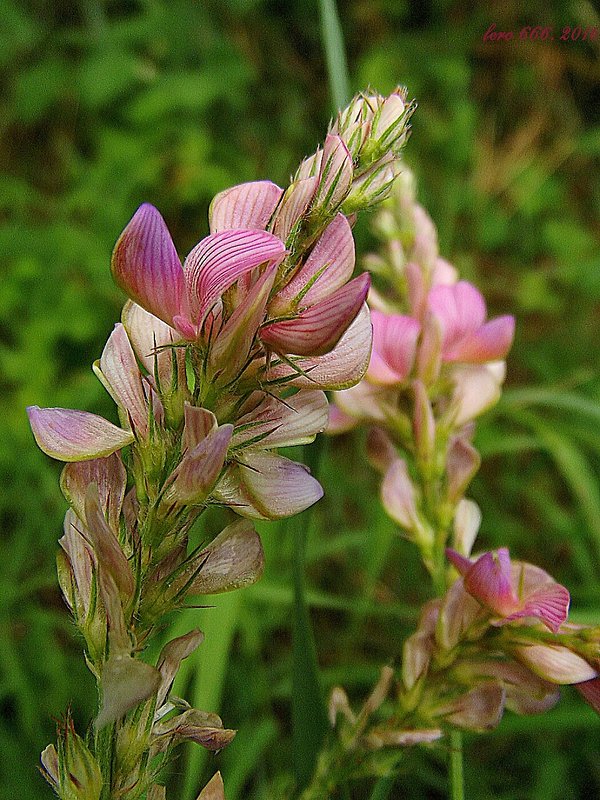 vičenec vikolistý Onobrychis viciifolia Scop.