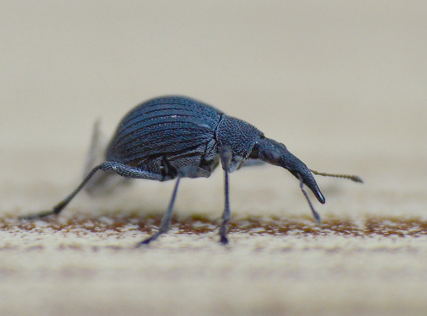 Oxystoma pomonae  (Fabricius, 1798)