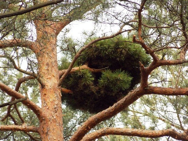 borovica lesná Pinus sylvestris L.