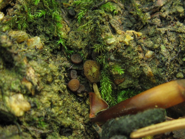 šošovka žltá Podophacidium xanthomelum (Pers.) Kavina