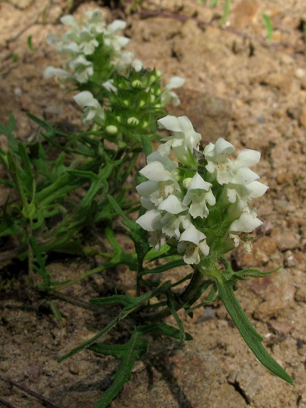 čiernohlávok zastrihovaný Prunella laciniata (L.) L.