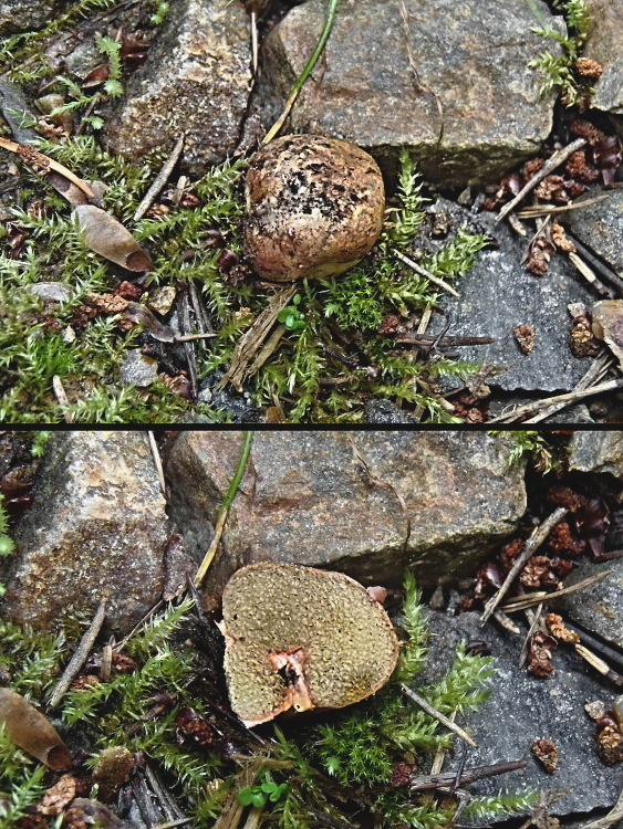 koreňovec červený Rhizopogon roseolus (Corda) Th. Fr.