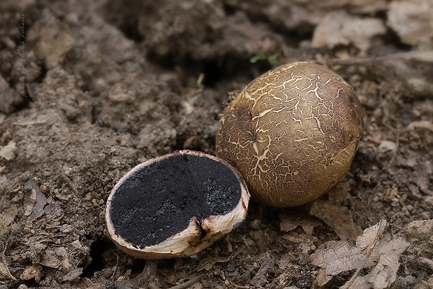 pestrec prášnicovitý Scleroderma areolatum Ehrenb.