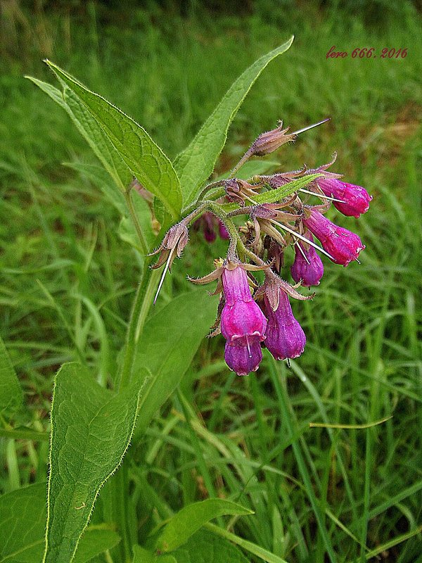 kostihoj lekársky Symphytum officinale L.