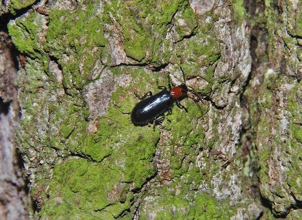 pestroš   /   pestrokrovečník protáhlý Tillus elongatus Linnaeus, 1758