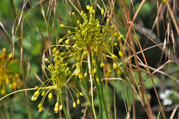 cesnak žltý Allium flavum L.