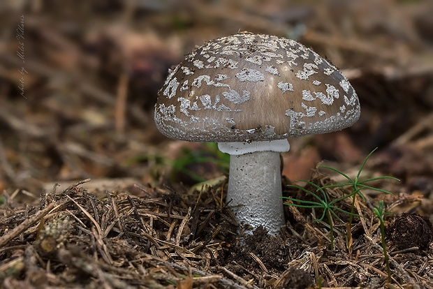 muchotrávka hrubá Amanita excelsa (Fr.) Bertill.