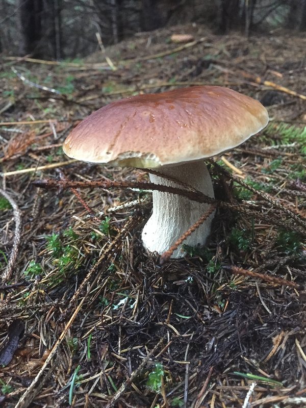 hríb smrekový Boletus edulis Bull.