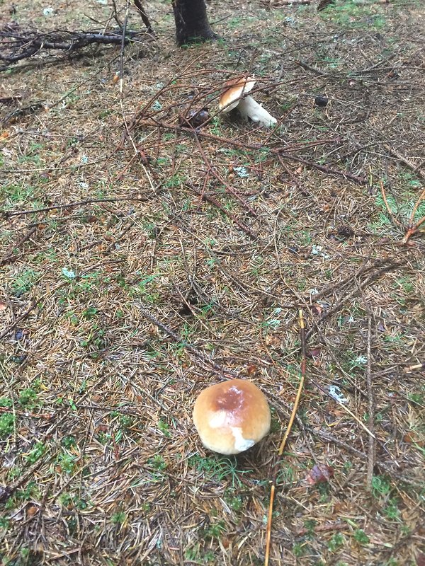 hríb smrekový Boletus edulis Bull.