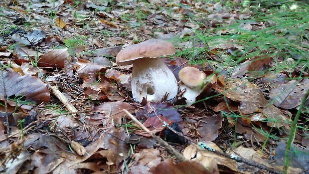 hríb smrekový Boletus edulis Bull.