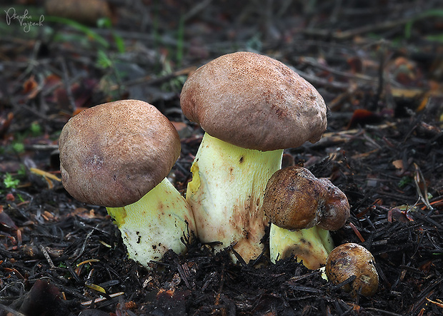 hríb príveskatý Butyriboletus appendiculatus (Schaeff. ex Fr.) Secr.