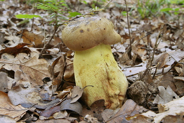 hríb horský Butyriboletus subappendiculatus (Dermek, Lazebn. & J. Veselský) D. Arora & J.L. Frank