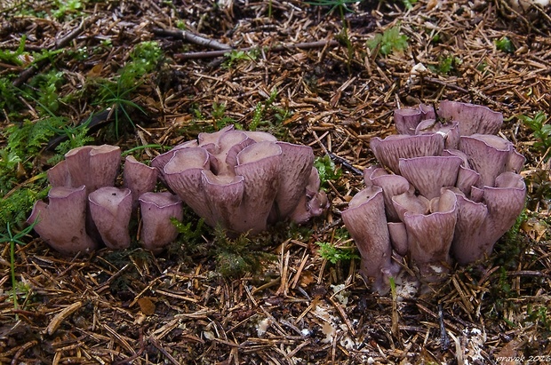 lievikovec kyjakovitý Gomphus clavatus (Pers.) Gray