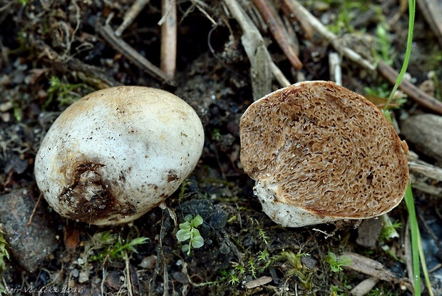 hľuza Hymenogaster sp.