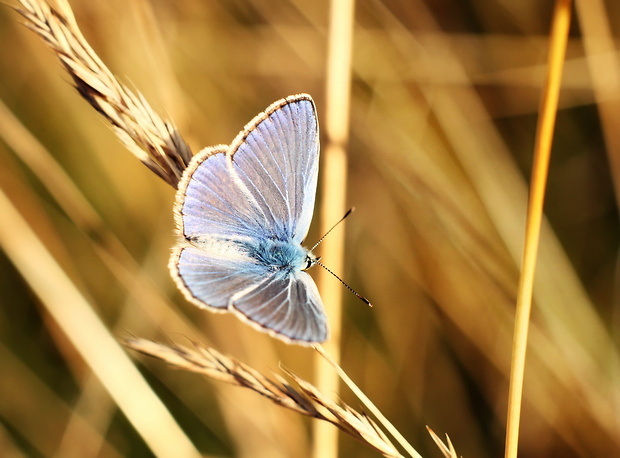 modráčik obyčajný Polyommatus icarus