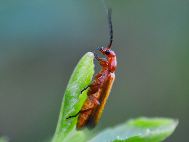 snehulčík  žltý Rhagonycha fulva