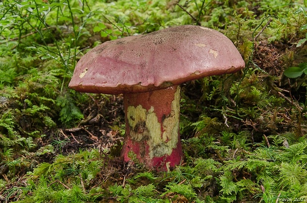 hríb úhľadný horský Rubroboletus rubrosanguineus (Cheype) Kuan Zhao & Zhu L. Yang