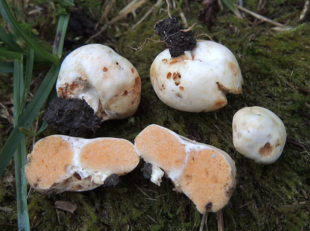 plávkovec biely Russula candida (Tul. & C. Tul.) J.M. Vidal